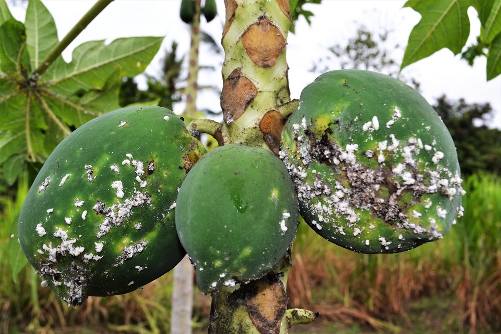 "Papaya mealybug on a farm in Mombasa, Kenya"