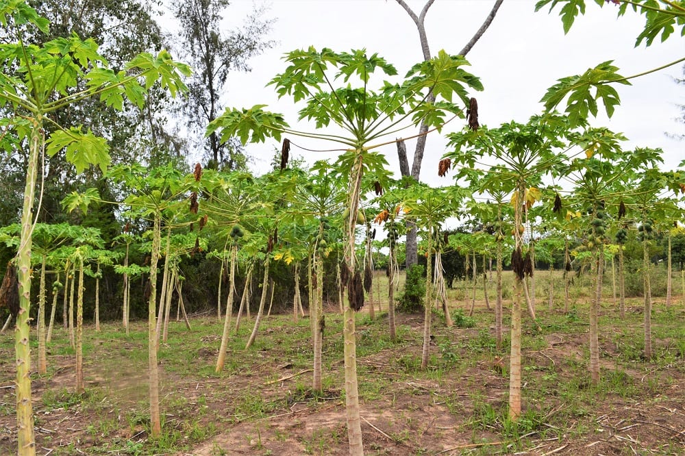 Papaya