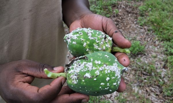 Papaya mealybug