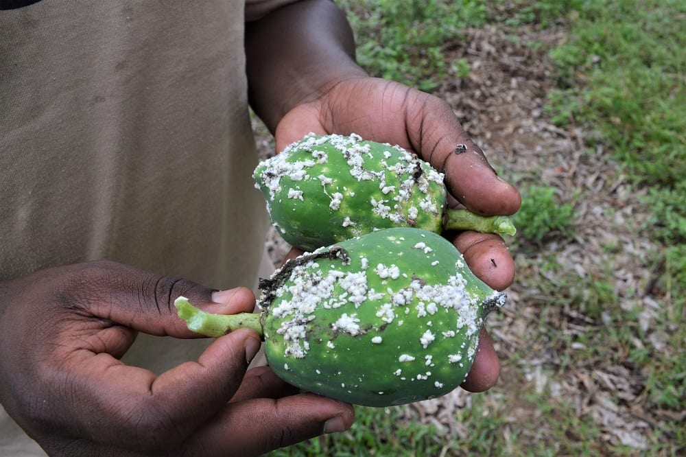 Papaya mealybug