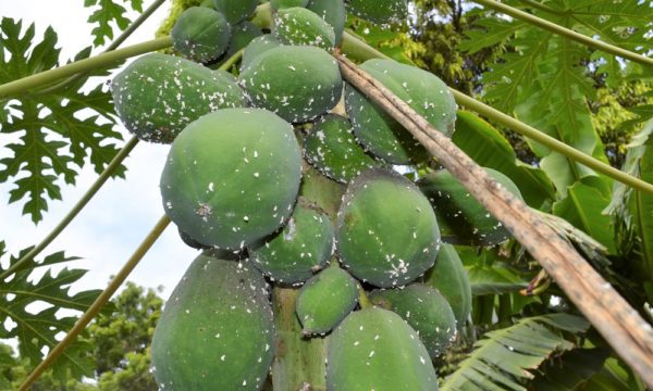 Papaya farm in Mombasa