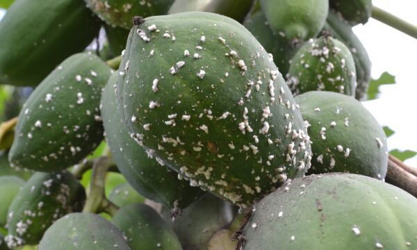 "Papaya mealybug on a farm in Mombasa, Kenya"