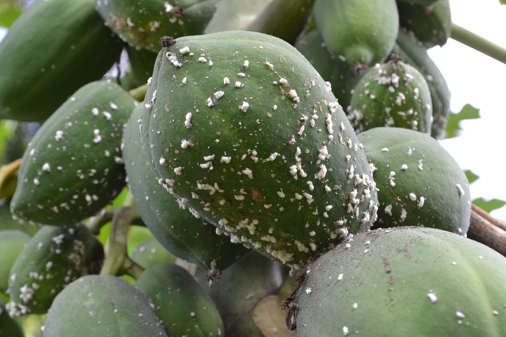 "Papaya mealybug on a farm in Mombasa, Kenya"