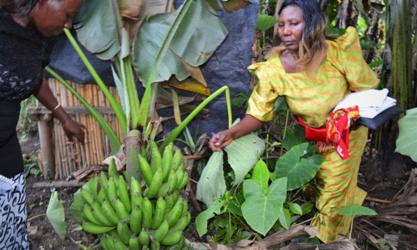 banana agronomy