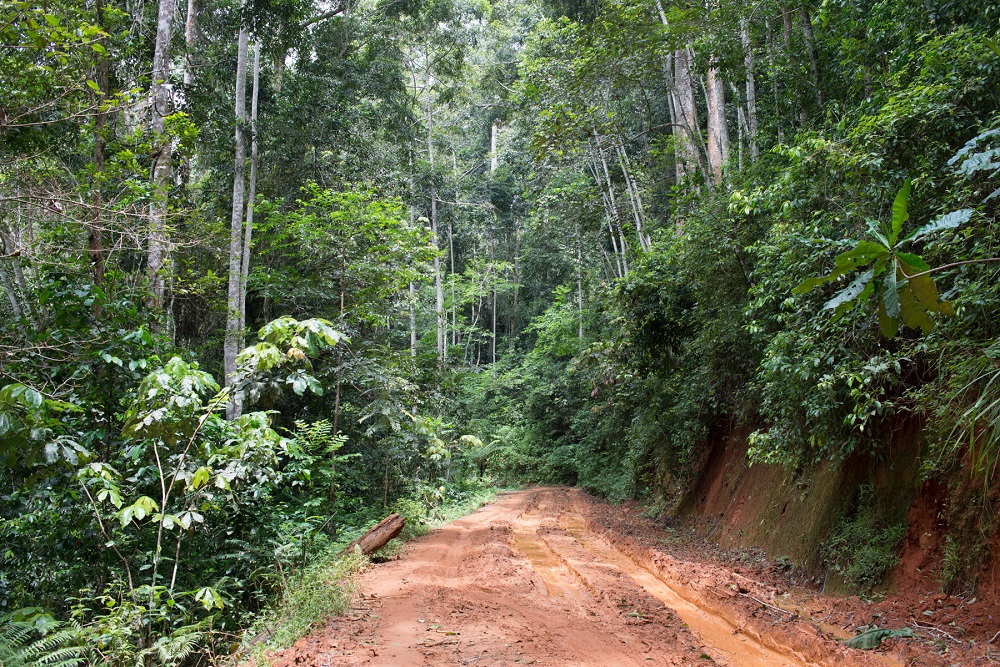 Amani Botanical Garden
