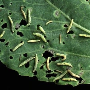 Diamondback larvae on cabbage