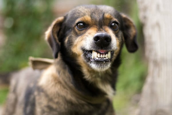 Dog growling