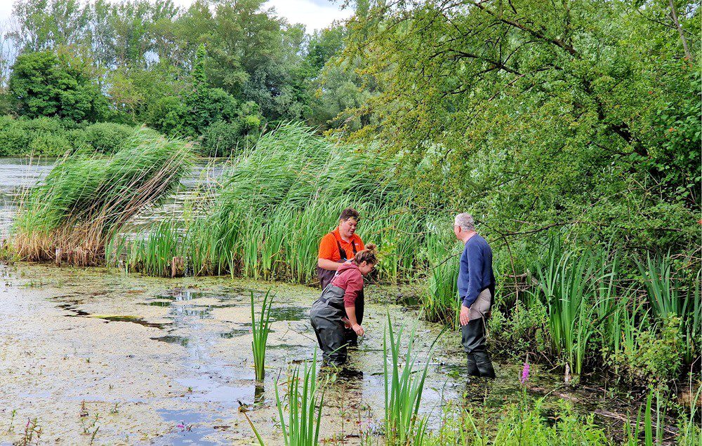Dr Ian Knight (USACE) with Lauréline Humair and Patrick Häfliger collecting demographic data for European frogbit in Germany