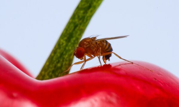 D. suzukii on cherry