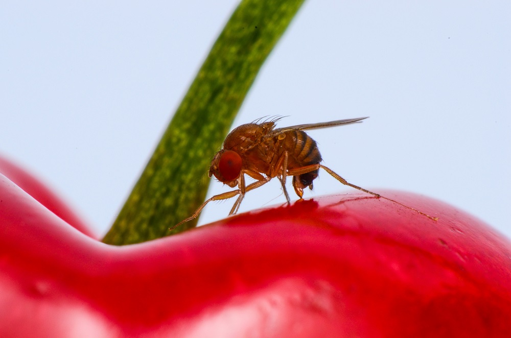 D. suzukii on cherry