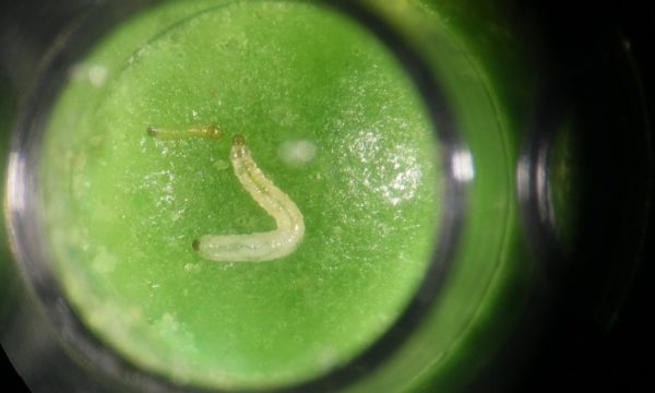 Western corn rootworm larvae