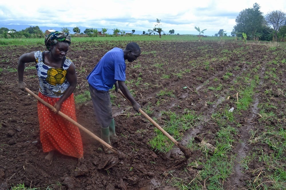 Farmers tend to land
