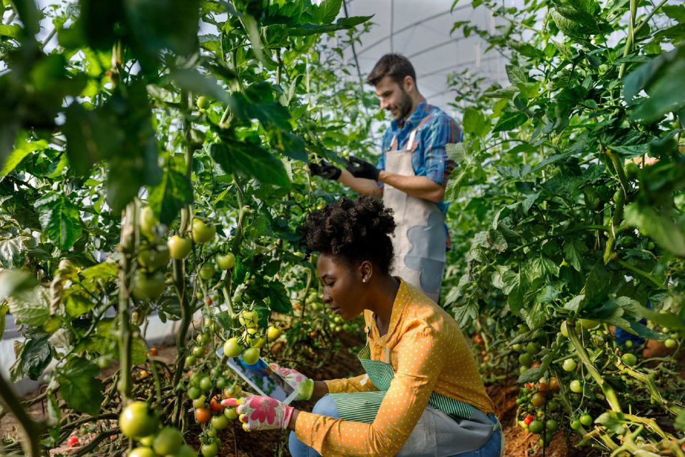 Evidence skills framework - farmer in the field using technology