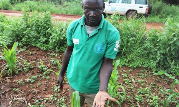 Extension worker in Yambio showing the FAW larvae on maize