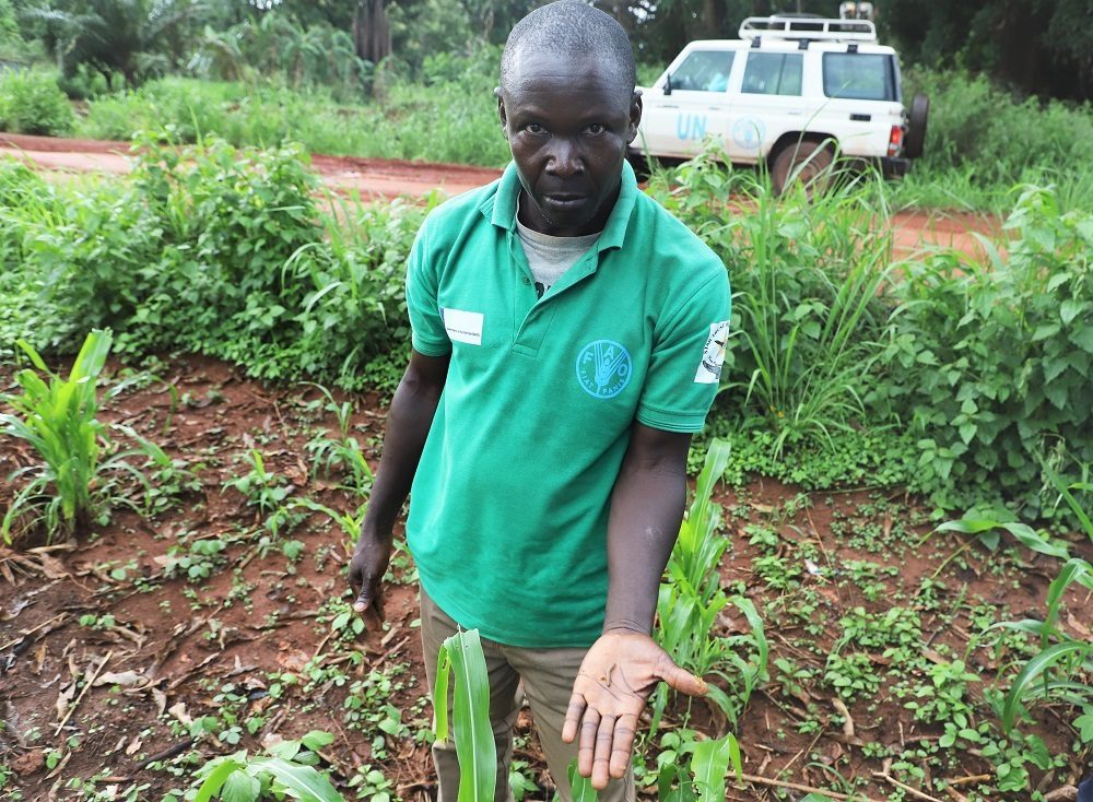 Extension worker in Yambio showing the FAW larvae on maize