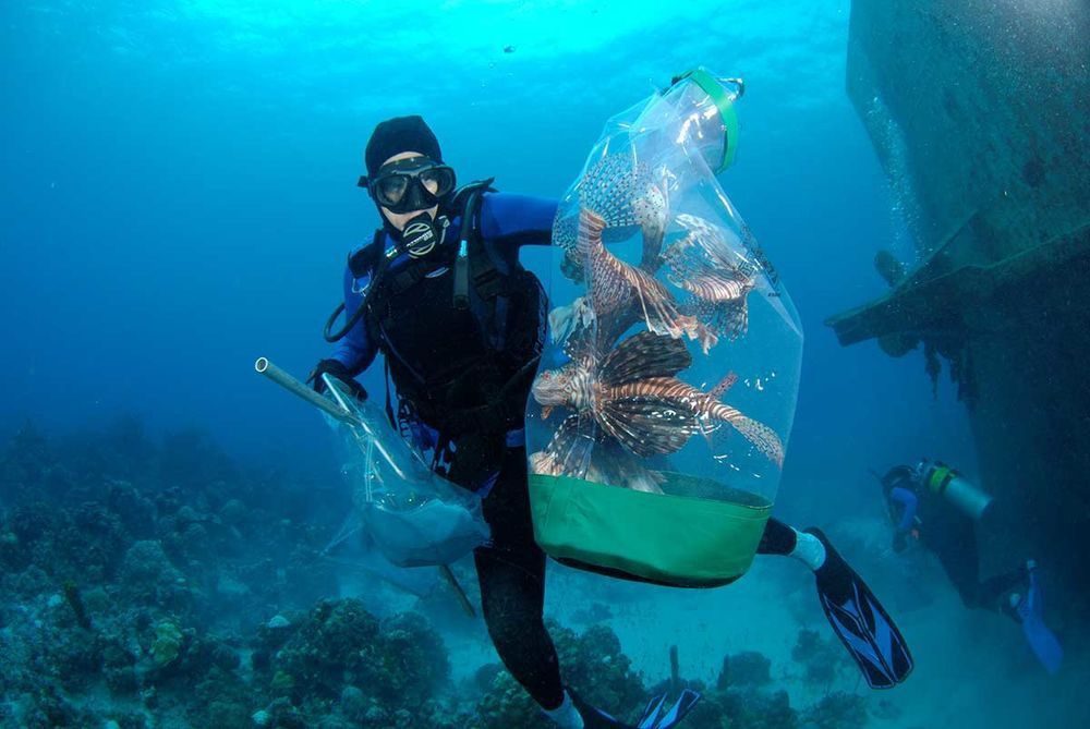 Lionfish derby