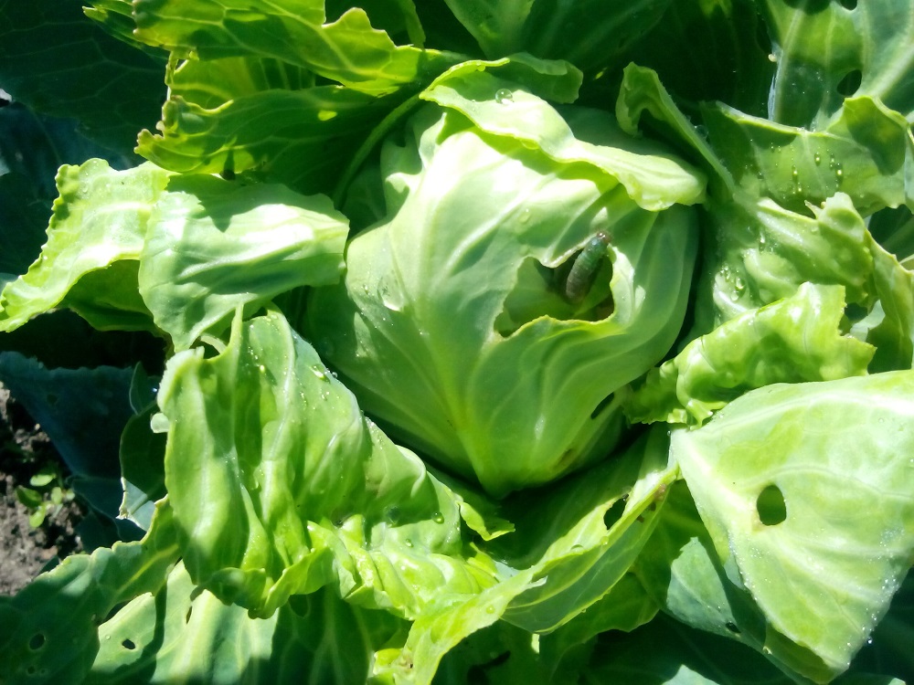 Diamondback moth damage to cabbage