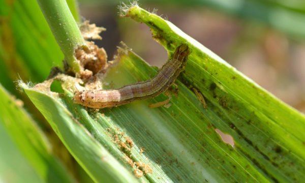 FAW Larvae Y shape