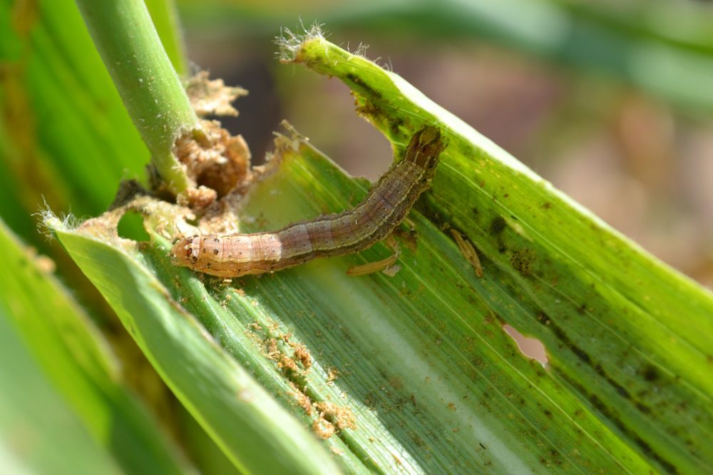 FAW Larvae Y shape