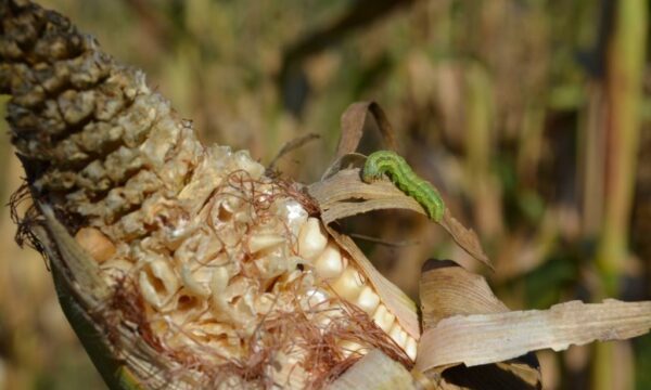 Fall armyworm invested maize