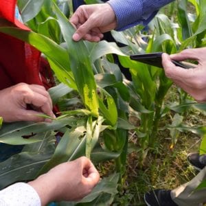 Fall armyworm