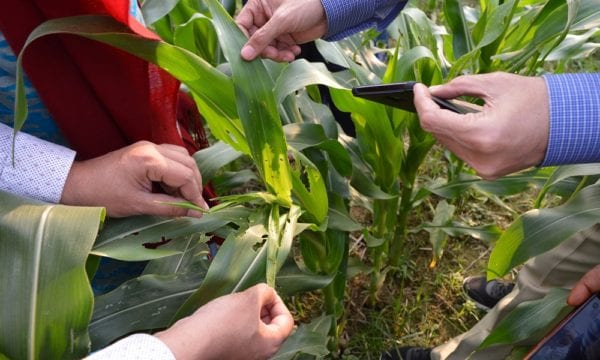 Fall armyworm