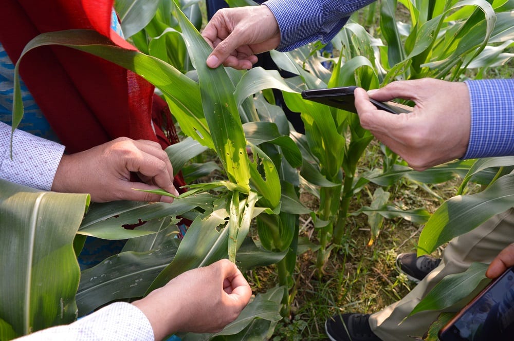 Fall armyworm