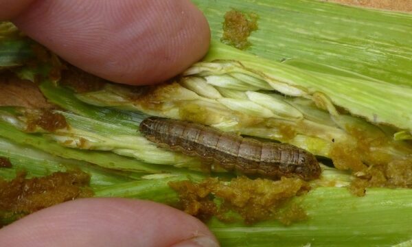 Spodoptera frugiperda larva (fall armyworm) on Maize