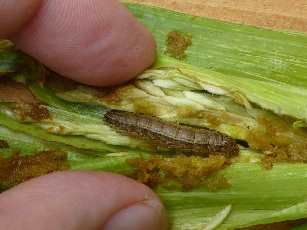 Spodoptera frugiperda larva (fall armyworm) on Maize