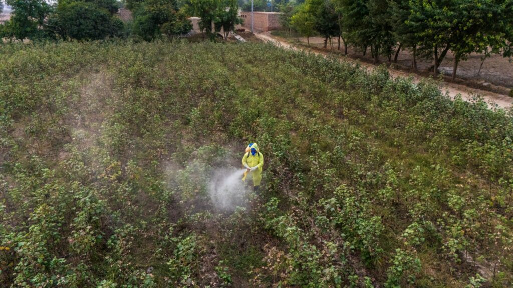 A farmer in Pakistan wearing personal protective equipment (PPE) while applying pesticides to crops in an agricultural field.