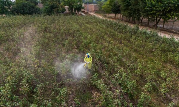 A farmer in Pakistan wearing personal protective equipment (PPE) while applying pesticides to crops in an agricultural field.