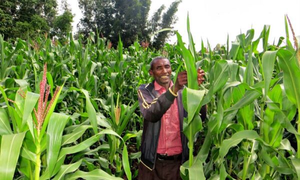 Farmer in field