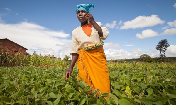 Female farmer in field