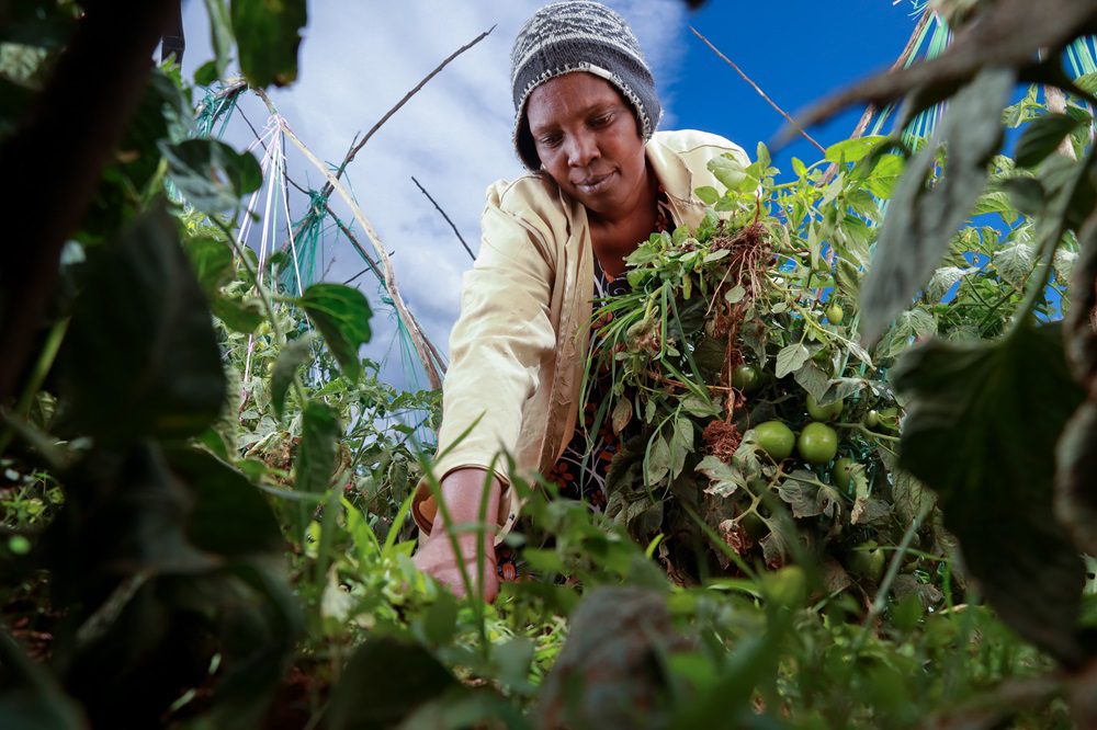 Female-farmer-uprooting-
