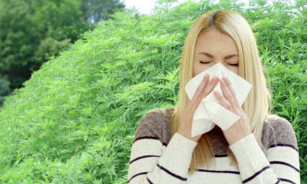 emale_sneeze_with_Ragweed-1200x631