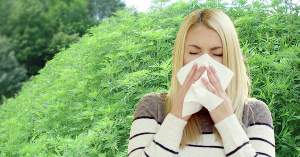 emale_sneeze_with_Ragweed-1200x631