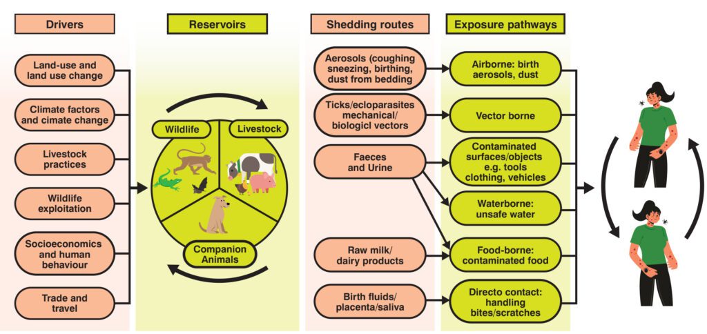 Figure 3: Transmission pathways of zoonoses (click on figure to open in new tab)