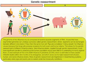 Figure 4: Genetic reassortment of an avian influenza (click on figure to open in new tab)