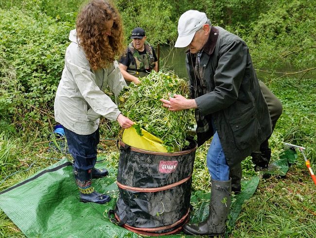 Floating-pennywort-launch-collecting-x650