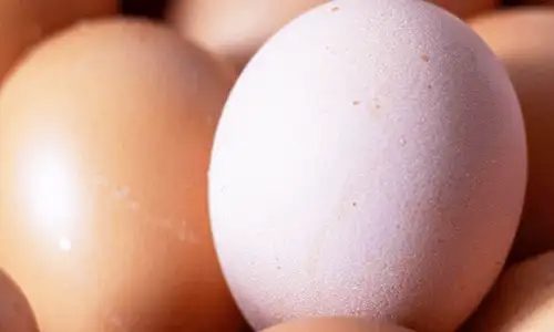 Eggs close-up