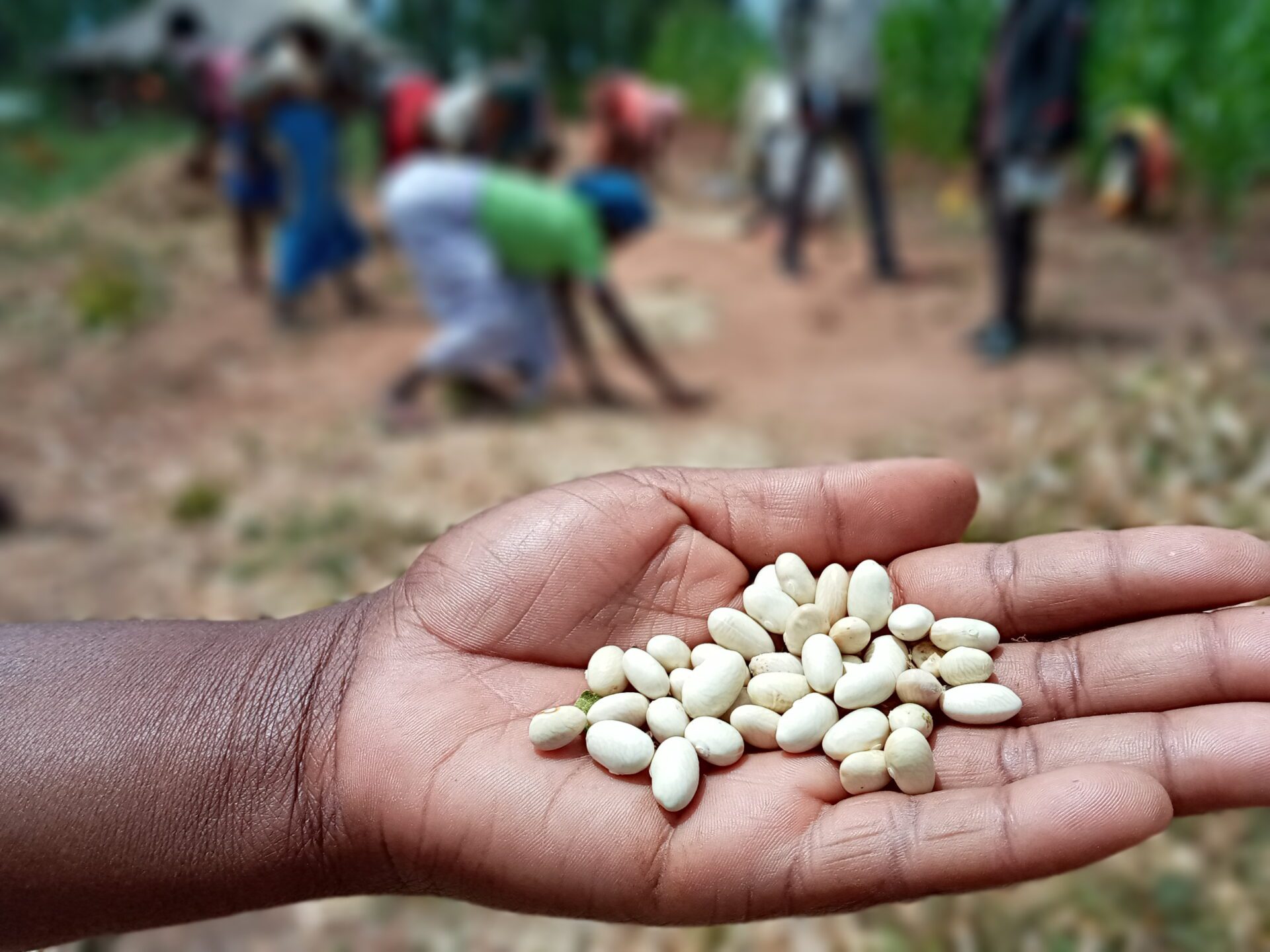 Freshly_harvested_legumes_in_Bié_province