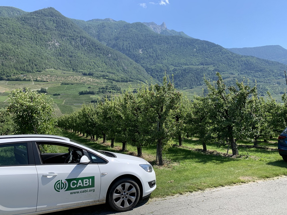 Fruit orchard in Valais