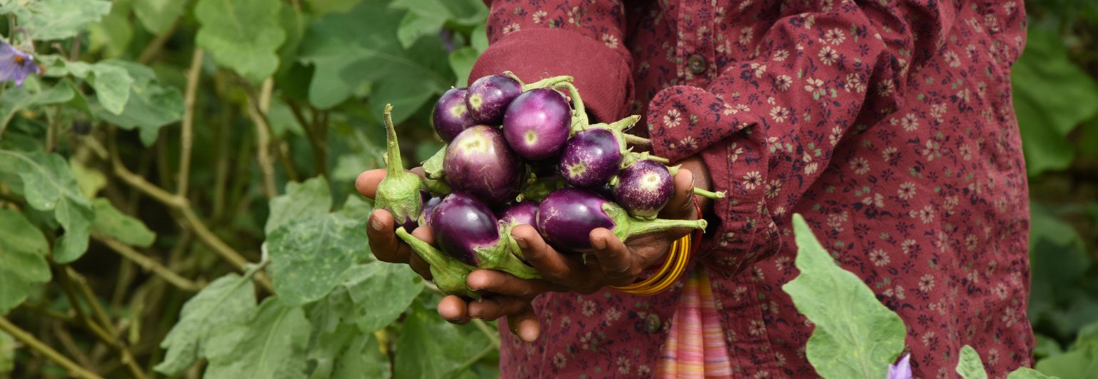 A Plant Doctor in her farm cultivating paddy, okra and brinjal A Plant Doctor in her farm cultivating paddy, okra and brinjal