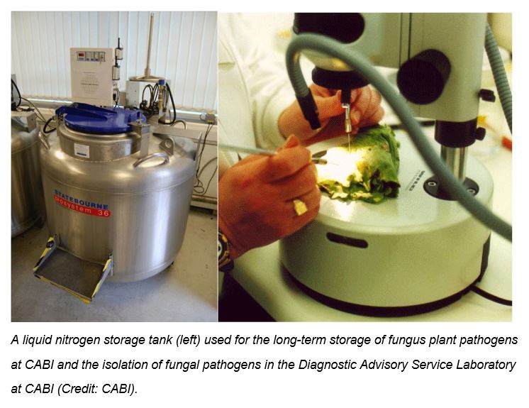 Fungal pathogens