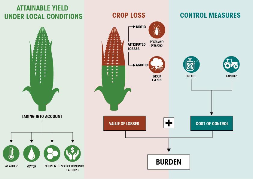 Calculating the burden of crop loss A graphic showing image definitions of attainable yields, crop loss and control measures and how the burden of crop loss is estimated.