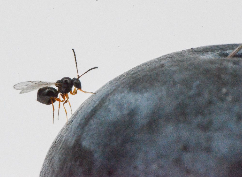 Ganaspis cf. brasiliensis ovipositing in D. suzukii larvae in blueberry