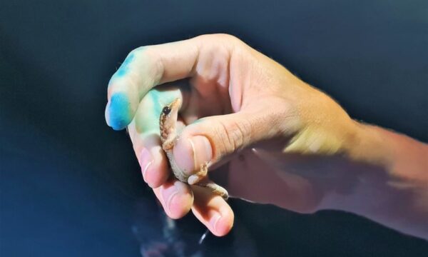 Gecko
