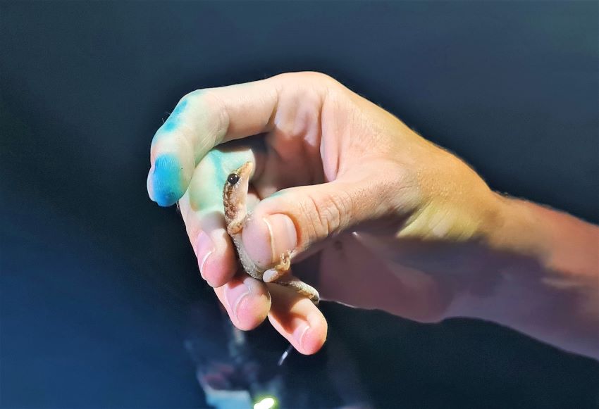 Gecko