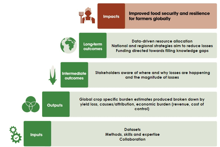 Global Burden of Crop Loss theory of change A graphic showing steps involved in the theory of change process, including inputs, outputs, long-term and intermediate outputs and impacts.