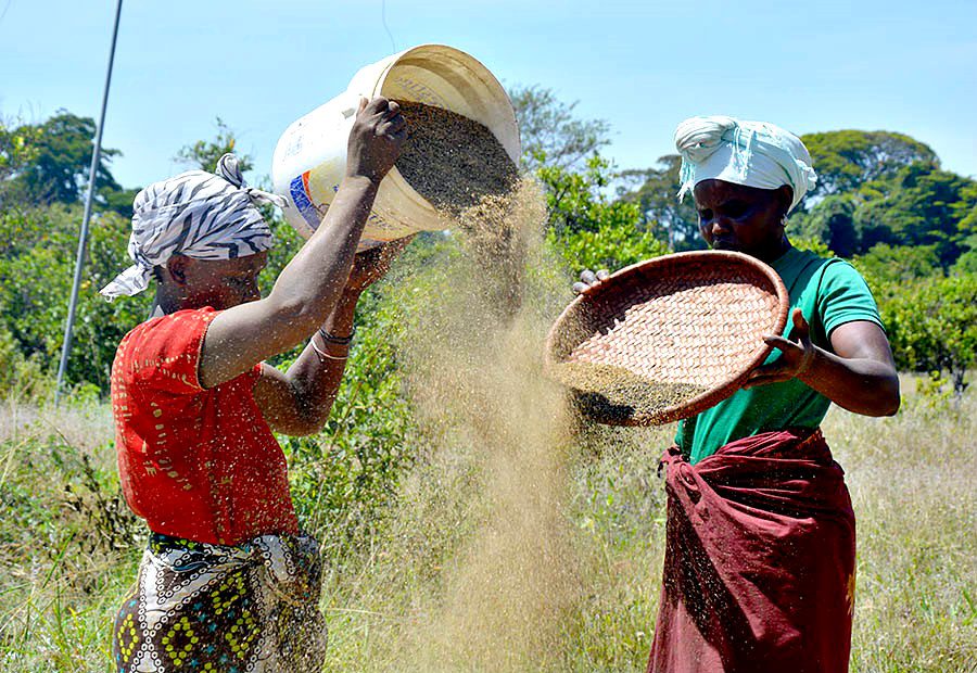 AIV seed. Project sponsored by IrishAid